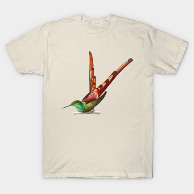 Vintage red-tailed comet bird T-Shirt by Phantom Troupe